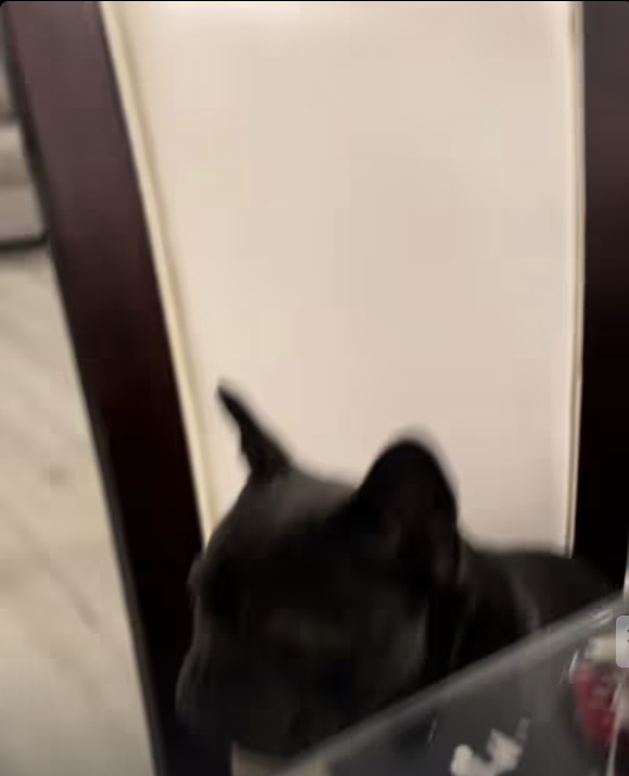 Frenchie at the Christmas Eve table !